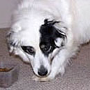 Petey was adopted in 2004